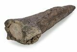 Fossil Triceratops Brow Horn - Montana #301773-5